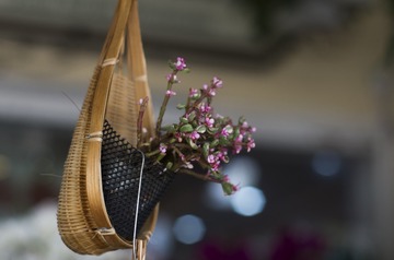 1_2017_0609_花卉小镇1196