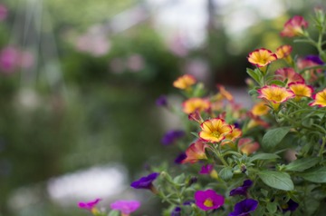 1_2017_0609_花卉小镇1231