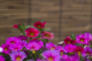 1_2017_0609_花卉小镇1192