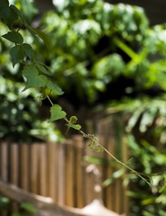 1_2017_0609_花卉小镇1228