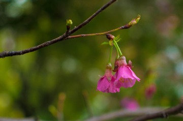 1_2018_0217_春节6214