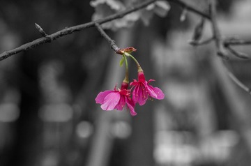 1_2018_0217_春节-2