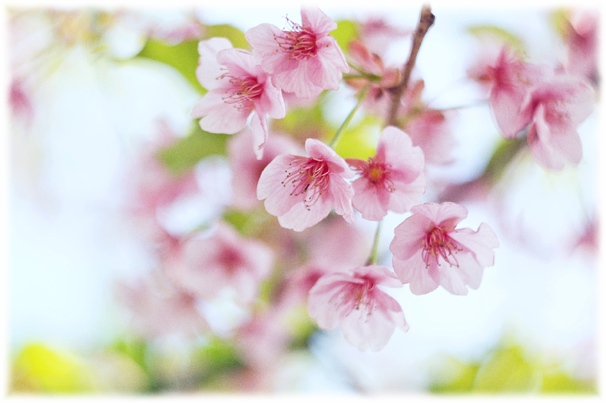 那年那日樱 - 小清新 - 那年那日樱 - 粗枝大叶儿 - 图虫摄影网
