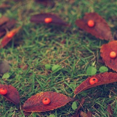 DSC01412_conew1.jpg
