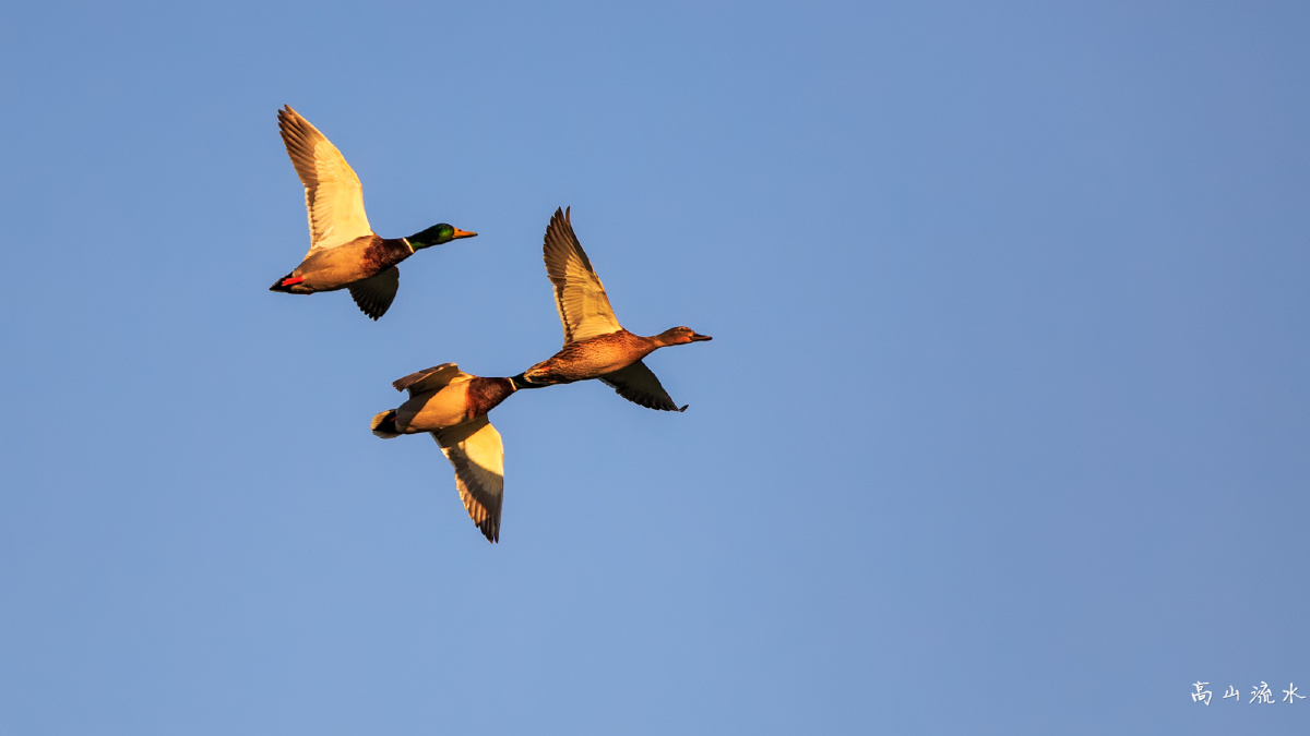 奥森野鸭(1) - 高山流水之高老头 - 图虫网 - 最好的摄影师都在这