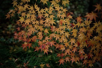 DSC_1136.jpg