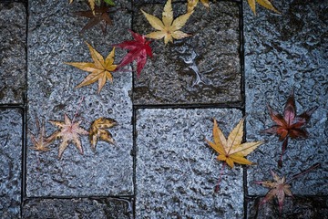 DSC_1129.jpg