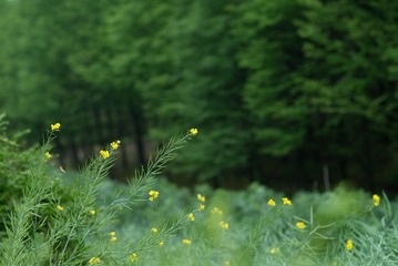 DSC_3237.jpg
