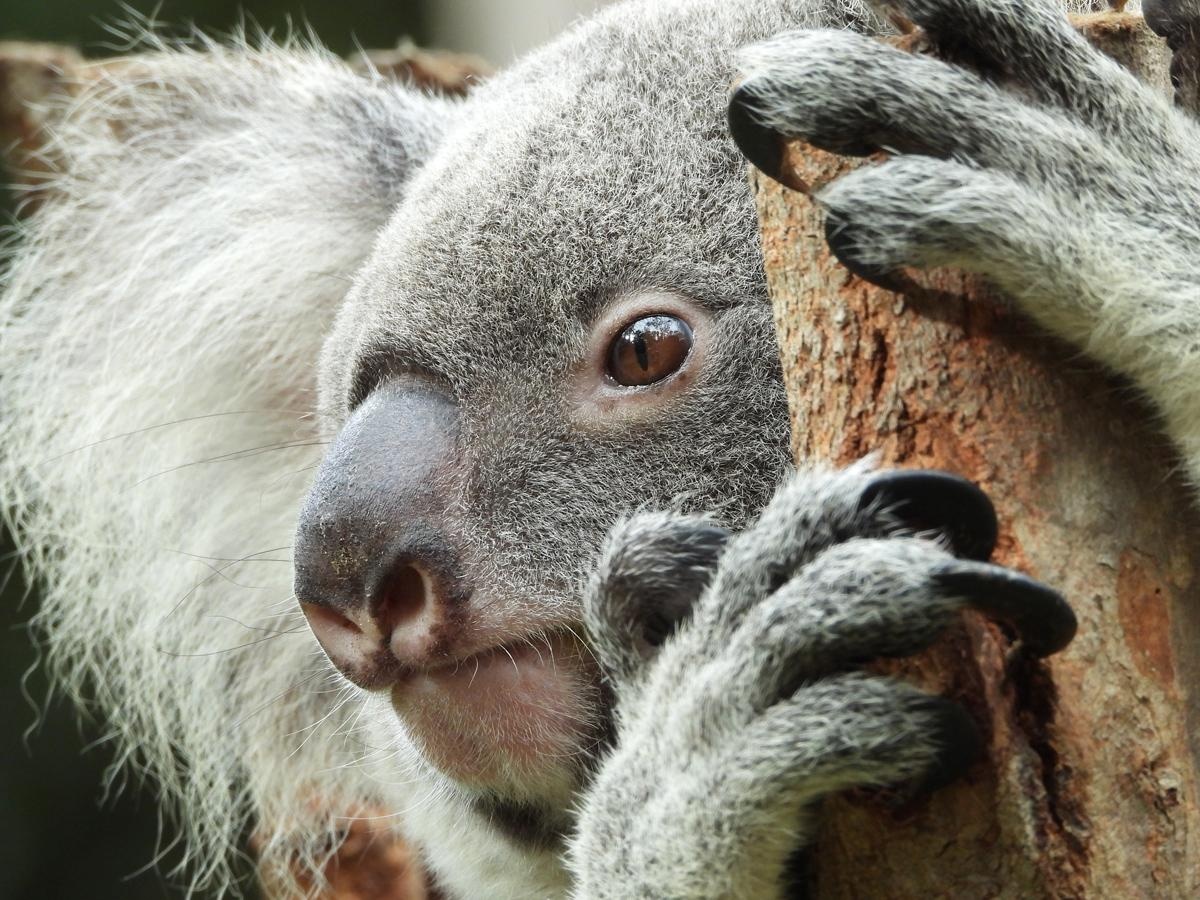 尼康coolpixp1000官方样片相机搭载覆盖从相当于约24mm