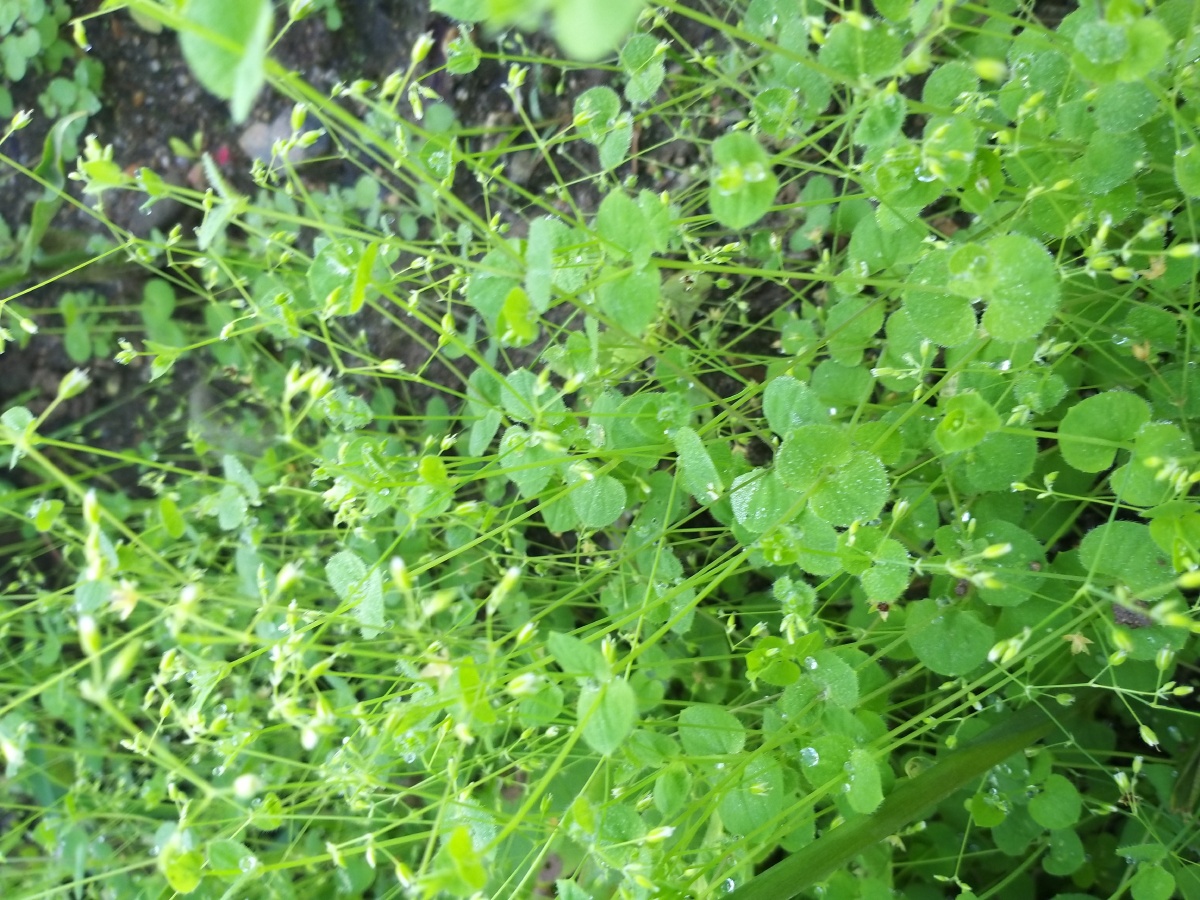 乱乱的没啥想表达的就是想分享一下据说这种草叫月亮草我超级喜欢