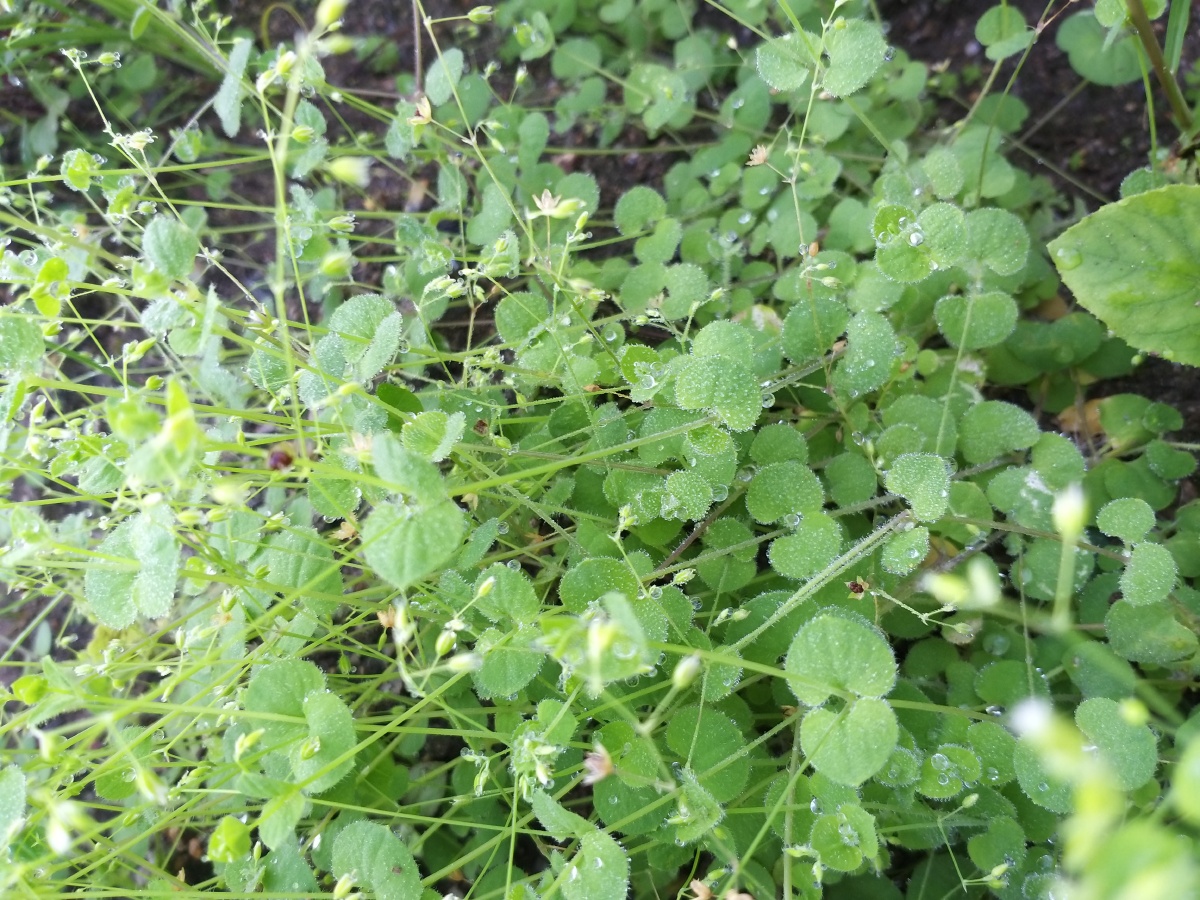 乱乱的没啥想表达的就是想分享一下据说这种草叫月亮草我超级喜欢