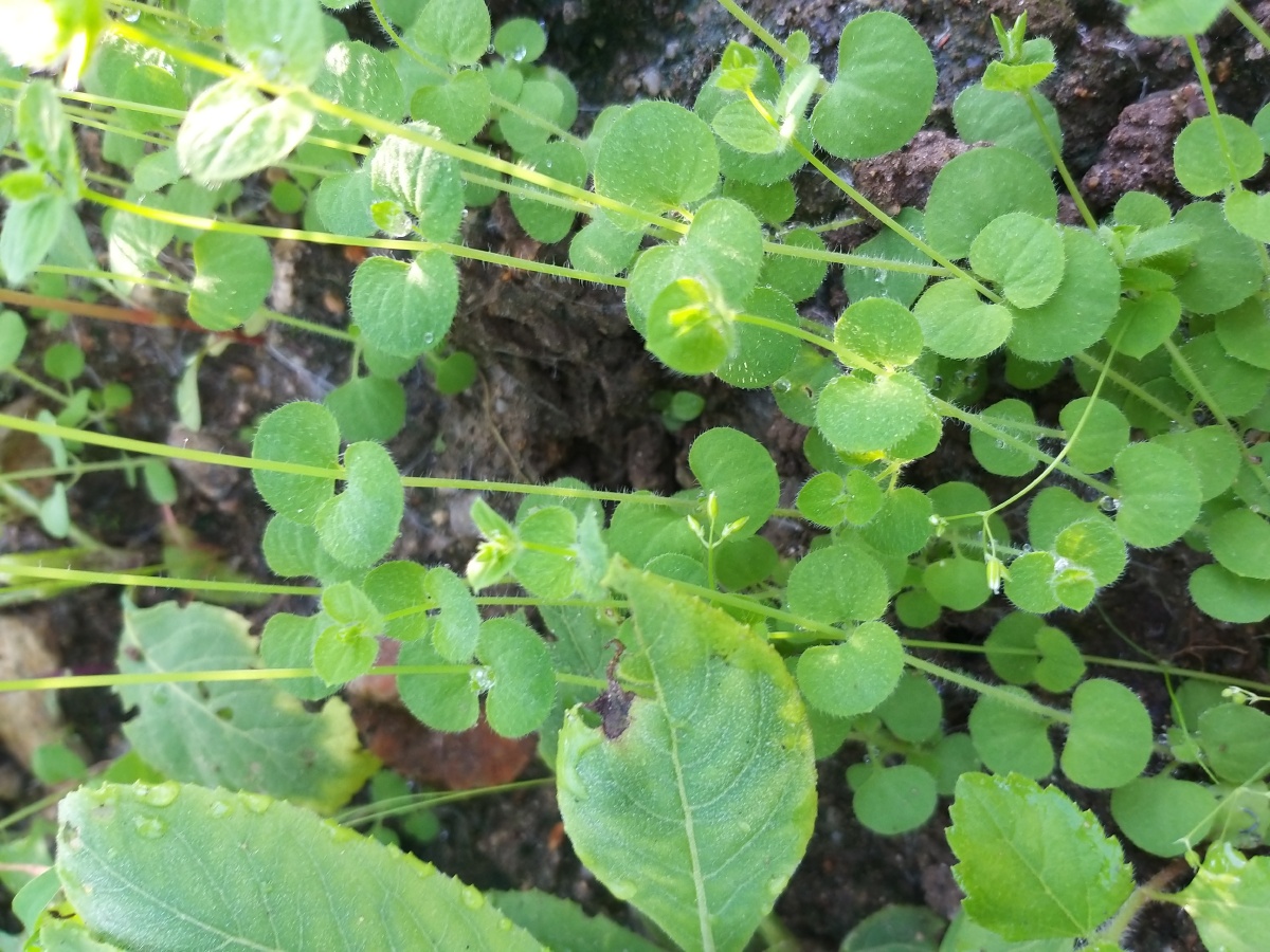 乱乱的没啥想表达的就是想分享一下据说这种草叫月亮草我超级喜欢