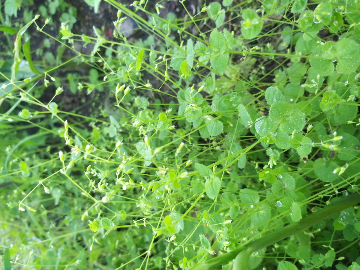 乱乱的没啥想表达的就是想分享一下据说这种草叫月亮草我超级喜欢