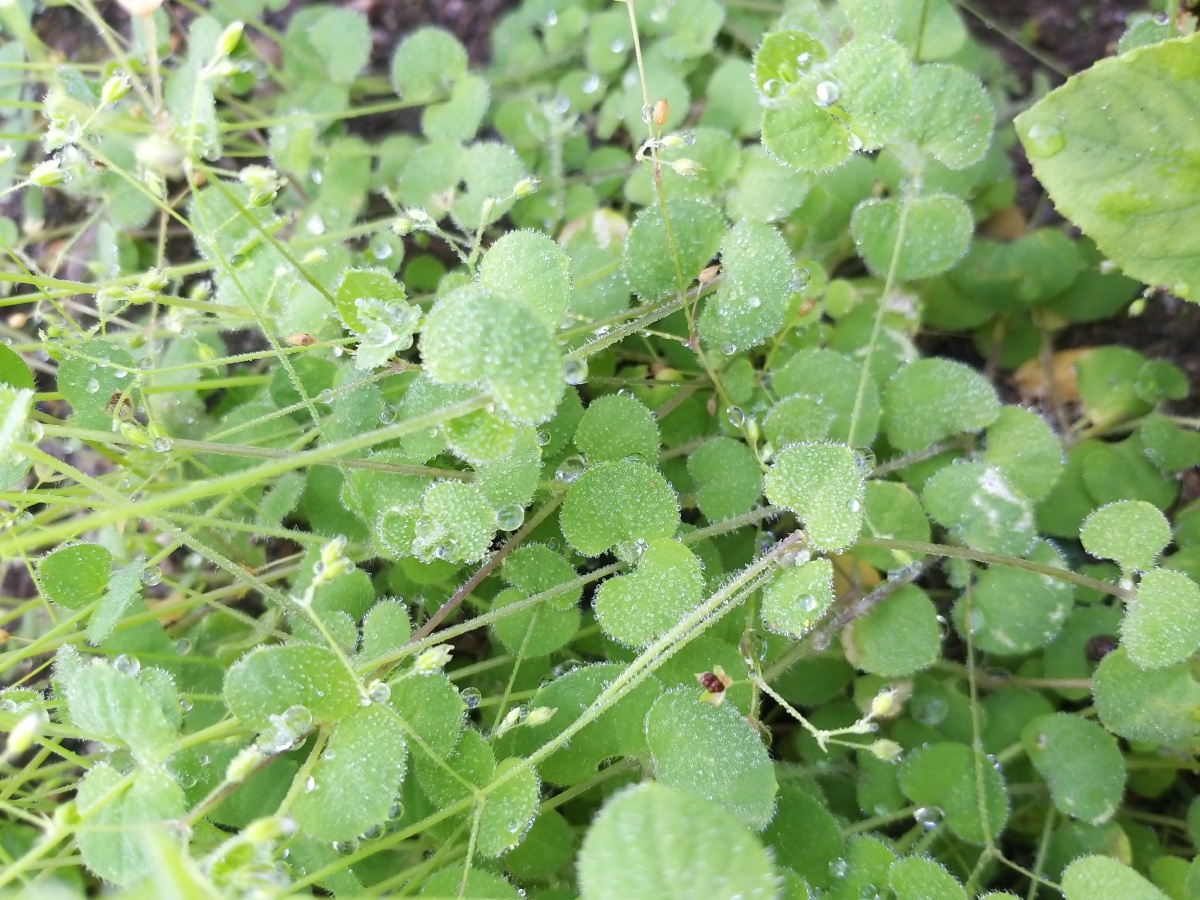 乱乱的没啥想表达的就是想分享一下据说这种草叫月亮草我超级喜欢