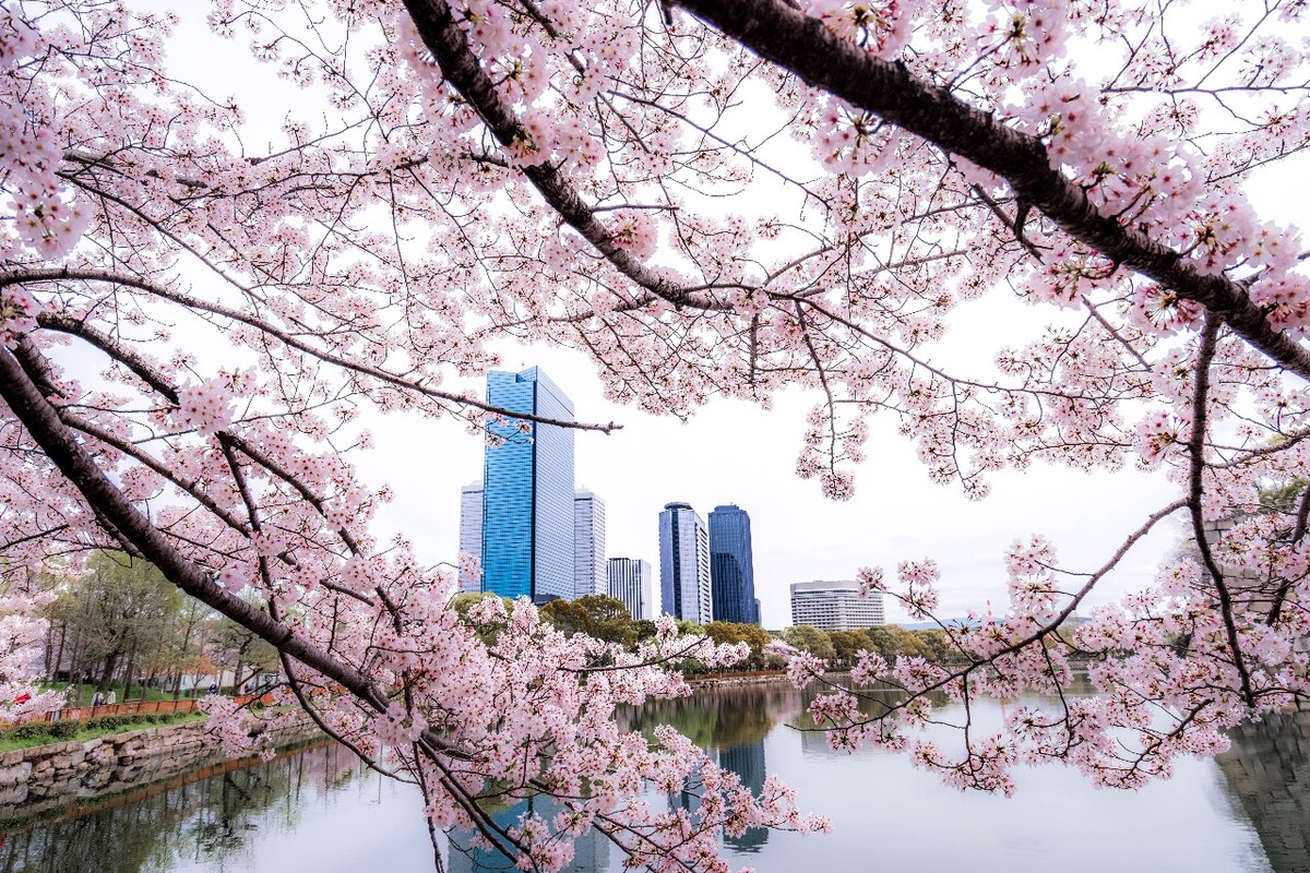 樱花季