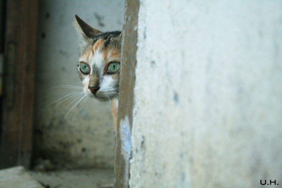 Nic 2<br />
Nic@Tchimpounga, Congo Republic&lt;br /&gt;<br />
她是猫中绝好的model！