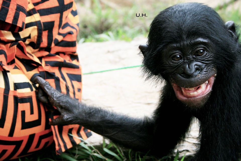 tickling-2<br />
bonobo's favorite game