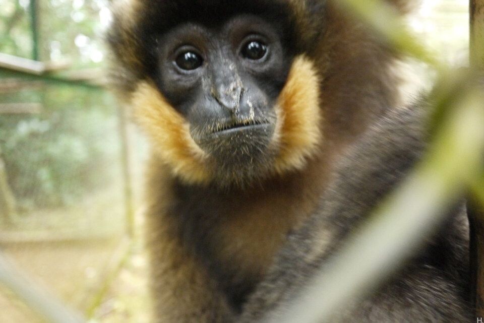 [EPRC] Gibbon-5_Juvenile_1600<br />
长臂猿是会变色的。刚出生的小猿是黄色，然后一岁左右变得全黑，之后雄性继续保持黑色，雌性则逐渐变回黄色。这是只刚开始变黄的雌性。&lt;a href=&quot;<a href="http://www.primatecenter.org&quot;" target="_blank" rel="nofollow">http://www.primatecenter.org&quot;</a> target=&quot;_blank&quot; rel=&quot;nofollow&quot;&gt;<a href="http://www.primatecenter.org&lt;/a&gt;" target="_blank" rel="nofollow">www.primatecenter.org&lt;/a&gt;</a>