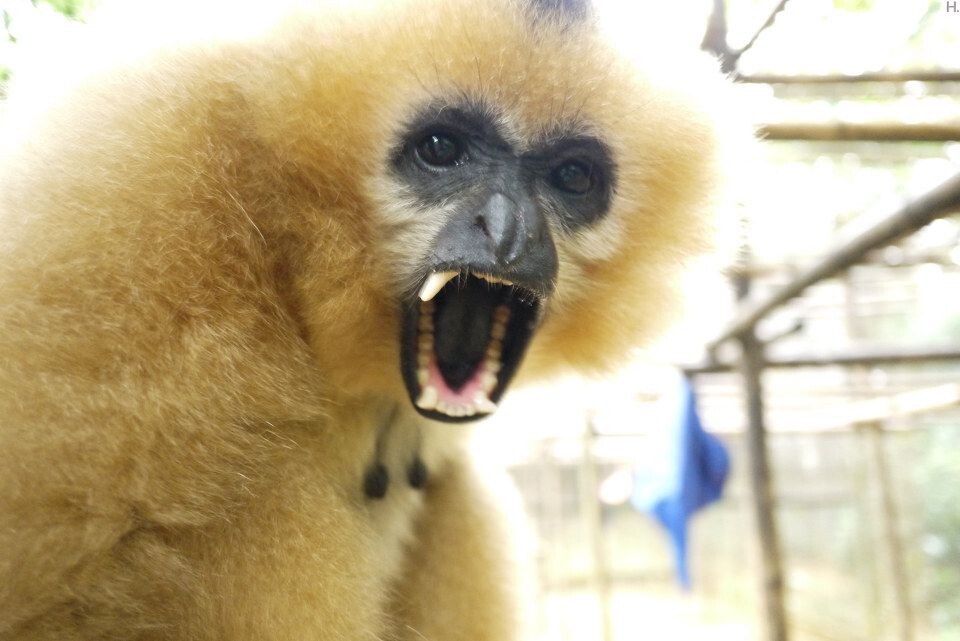 [EPRC] Gibbon-6_1600<br />
雌性白颊长臂猿，濒危程度被IUCN确认为最高级“极危”。全世界最濒危的25种灵长类，越南占了5种，这是其中之一。&lt;a href=&quot;<a href="http://www.primatecenter.org&quot;" target="_blank" rel="nofollow">http://www.primatecenter.org&quot;</a> target=&quot;_blank&quot; rel=&quot;nofollow&quot;&gt;<a href="http://www.primatecenter.org&lt;/a&gt;" target="_blank" rel="nofollow">www.primatecenter.org&lt;/a&gt;</a><br />
