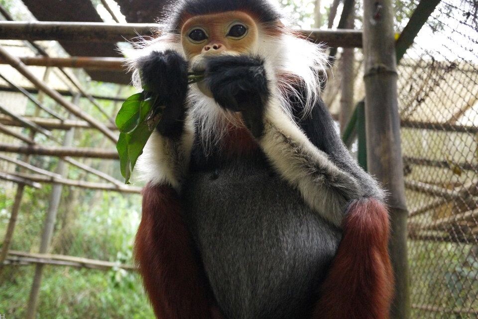 [EPRC] Red shanked doc langur-2_1600<br />
红腿白臀叶猴，只存于越南和老挝，濒危。金丝猴近亲。他们在野外成群结队，但是一旦一只被猎杀，剩下的不是逃跑，而是屏住呼吸原地不动，于是猎人每次都是大丰收。他们成了这中心救助最多的猴子。&lt;a href=&quot;<a href="http://www.primatecenter.org&quot;" target="_blank" rel="nofollow">http://www.primatecenter.org&quot;</a> target=&quot;_blank&quot; rel=&quot;nofollow&quot;&gt;<a href="http://www.primatecenter.org&lt;/a&gt;" target="_blank" rel="nofollow">www.primatecenter.org&lt;/a&gt;</a><br />
