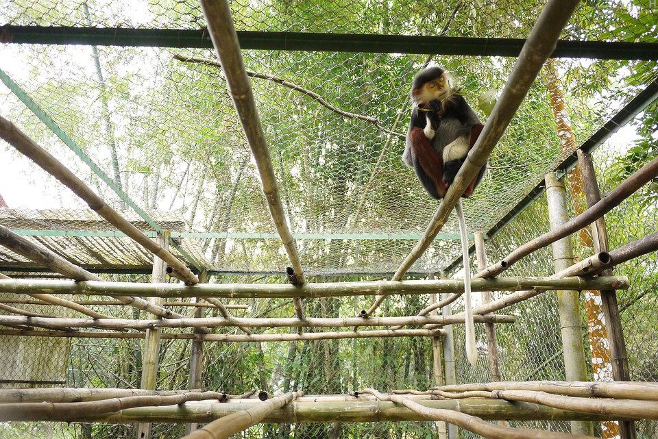 [EPRC] Red shanked doc langur-3_1600<br />
红腿白臀叶猴，只存于越南和老挝，濒危。金丝猴近亲。他们在野外成群结队，但是一旦一只被猎杀，剩下的不是逃跑，而是屏住呼吸原地不动，于是猎人每次都是大丰收。他们成了这中心救助最多的猴子。&lt;a href=&quot;<a href="http://www.primatecenter.org&quot;" target="_blank" rel="nofollow">http://www.primatecenter.org&quot;</a> target=&quot;_blank&quot; rel=&quot;nofollow&quot;&gt;<a href="http://www.primatecenter.org&lt;/a&gt;" target="_blank" rel="nofollow">www.primatecenter.org&lt;/a&gt;</a><br />
