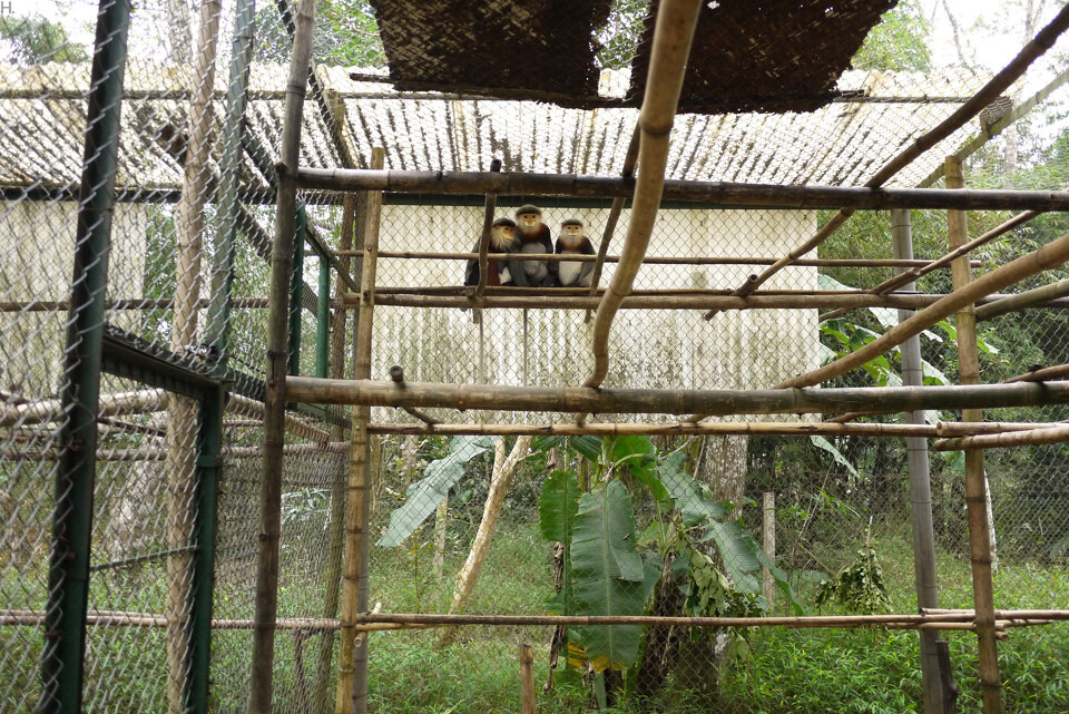 [EPRC] Red shanked doc langur-4_1600<br />
灰腿白臀叶猴，只存于越南中部，濒危程度被IUCN确认为最高级“极危”。金丝猴近亲。全世界最濒危的25种灵长类，越南占了5种，这是其中之一。&lt;a href=&quot;<a href="http://www.primatecenter.org&quot;" target="_blank" rel="nofollow">http://www.primatecenter.org&quot;</a> target=&quot;_blank&quot; rel=&quot;nofollow&quot;&gt;<a href="http://www.primatecenter.org&lt;/a&gt;" target="_blank" rel="nofollow">www.primatecenter.org&lt;/a&gt;</a><br />

