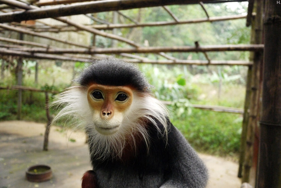 [EPRC] Red shanked doc langur_1600<br />
红腿白臀叶猴，只存于越南和老挝，濒危。金丝猴近亲。他们在野外成群结队，但是一旦一只被猎杀，剩下的不是逃跑，而是屏住呼吸原地不动，于是猎人每次都是大丰收。他们成了这中心救助最多的猴子。&lt;a href=&quot;<a href="http://www.primatecenter.org&quot;" target="_blank" rel="nofollow">http://www.primatecenter.org&quot;</a> target=&quot;_blank&quot; rel=&quot;nofollow&quot;&gt;<a href="http://www.primatecenter.org&lt;/a&gt;" target="_blank" rel="nofollow">www.primatecenter.org&lt;/a&gt;</a><br />

