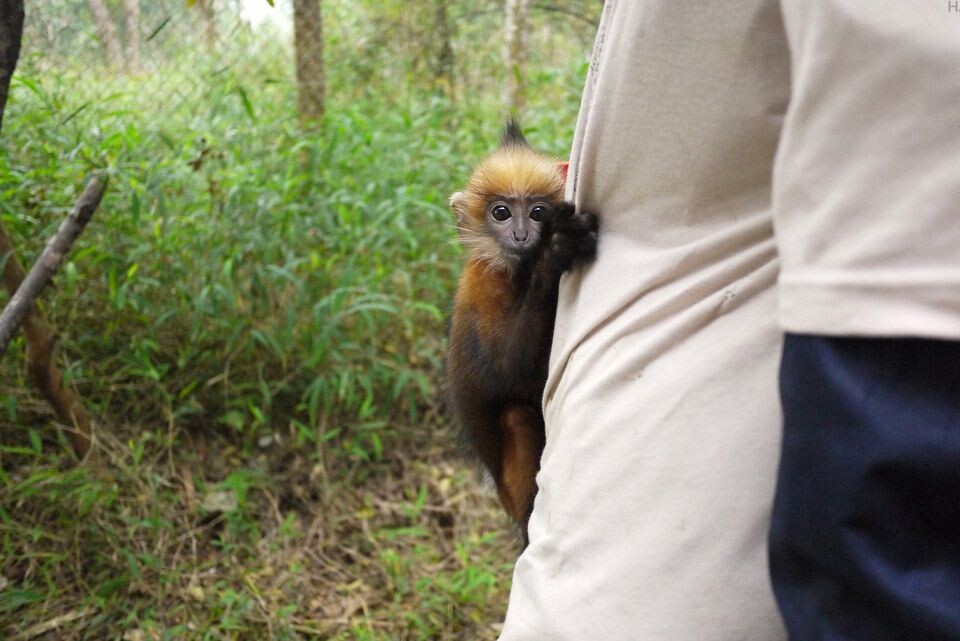 [EPRC] Cuc Phunong Baby Langur-2_1600<br />
Cuc Phuong（发音：谷峰）是刚出生两三个月的德拉库叶猴（Delacour's Langur)，她的母亲太虚弱了，大家只等把她带走让饲养员重点看护。看护小猿猴的饲养员必须经过特别训练，并穿上特别的baby shirt。&lt;a href=&quot;<a href="http://www.primatecenter.org&quot;" target="_blank" rel="nofollow">http://www.primatecenter.org&quot;</a> target=&quot;_blank&quot; rel=&quot;nofollow&quot;&gt;<a href="http://www.primatecenter.org&lt;/a&gt;" target="_blank" rel="nofollow">www.primatecenter.org&lt;/a&gt;</a><br />
