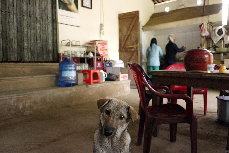 [EPRC] Village Restaruant_1600<br />
每天吃早饭的小店。越南的米粉早就声名远播，但没想到越南的土狗也会歪脖子卖萌。。。据说Tilo夫妇曾在这个小店吃了五六年，直到十年前孩子出生，才在家里盖了个厨房。&lt;a href=&quot;<a href="http://www.primatecenter.org&quot;" target="_blank" rel="nofollow">http://www.primatecenter.org&quot;</a> target=&quot;_blank&quot; rel=&quot;nofollow&quot;&gt;<a href="http://www.primatecenter.org&lt;/a&gt;" target="_blank" rel="nofollow">www.primatecenter.org&lt;/a&gt;</a><br />
