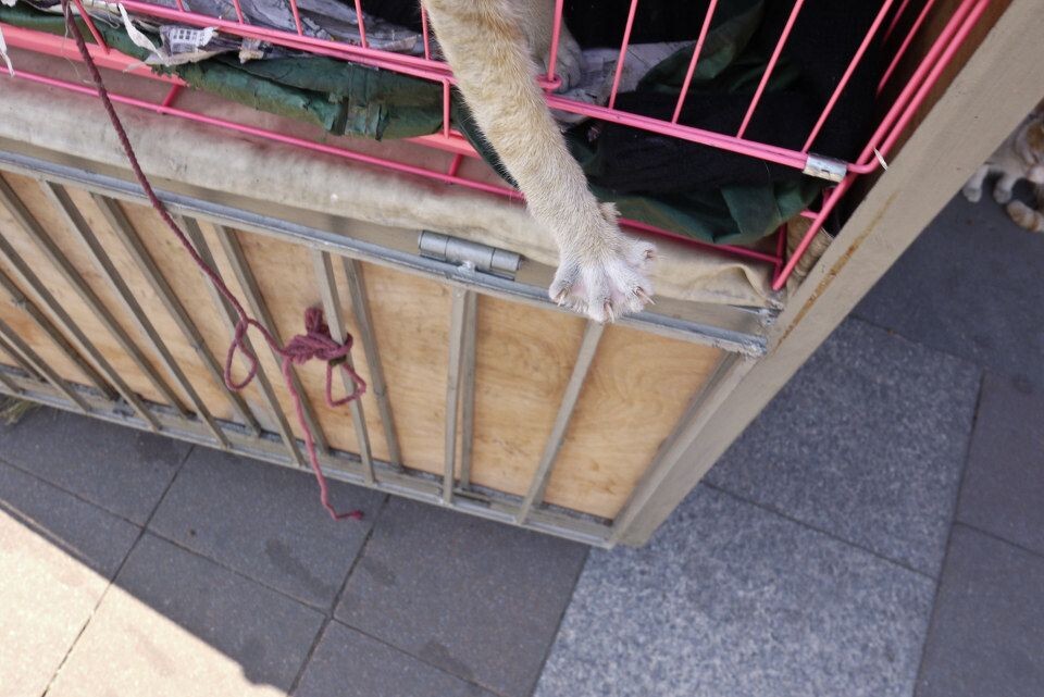 GZ Cat<br />
调皮仔@海珠广场，广州。陪伴陈伯走天涯的四只护驾神猫之一。