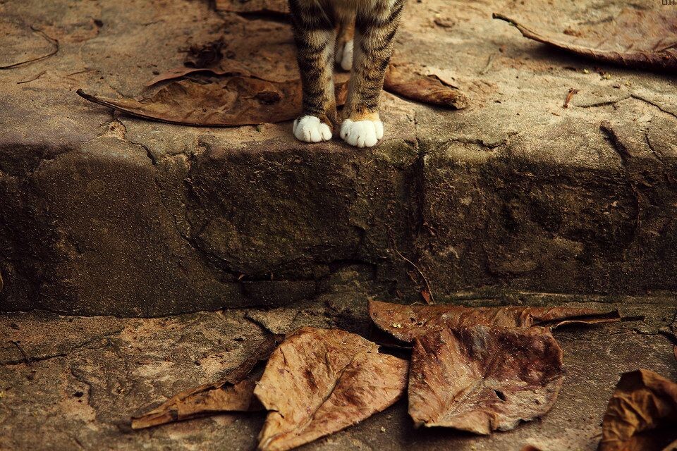 [Paw] CatPaw-7-Chaussette_1600<br />
非洲刚果金沙萨，罗拉雅倭猩猩天堂，非洲的落叶