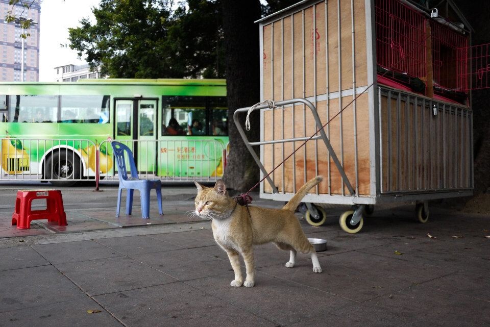 GZ Cat<br />
陈伯，80多岁，无妻儿，养了四只猫，自制一台移动猫舍，每天带着四只猫在海珠广场闲坐...