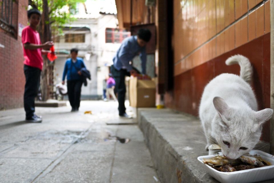 GZ Cat<br />
广州三中后门街巷，附近店主经常喂养的流浪猫