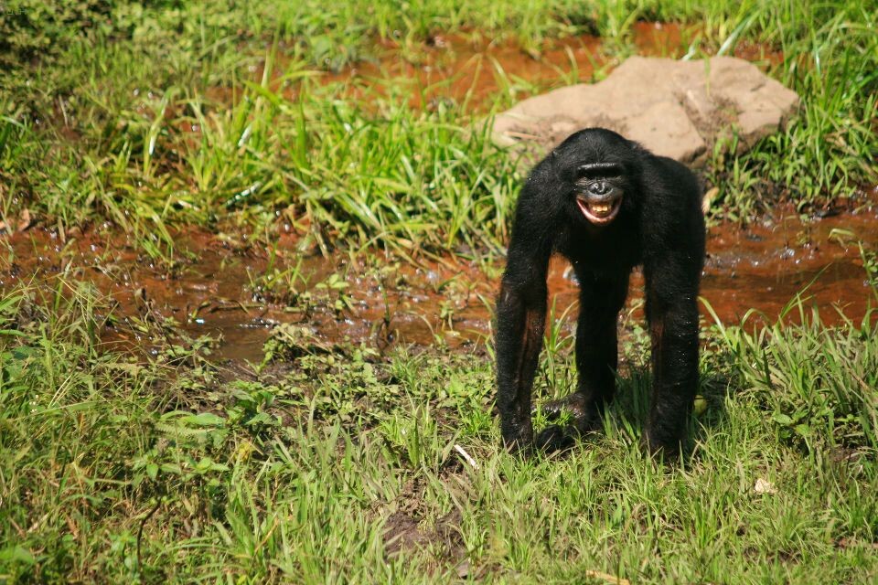 Emotion-2<br />
Mbandaka<a href="https://tuchong.com/14497178/" target="_blank">@Group</a> 1, Lola&lt;br /&gt;<br />
Bonobo是充满情感的动物。Mandaka惹得老大不高兴了，被吓得躲得远远的。&lt;br /&gt;<br />
这种因为恐惧而咧嘴露齿的表情，跟人类的微笑看上去很像，但实际上bonobo的内心却怕得要命。在电影和广告上出现的猩猩总是露出这样的表情，其实是经过惨无人道的训练才做出来的....