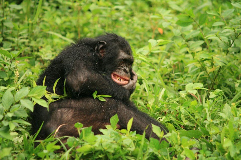 Emotion-1<br />
Kikongo<a href="https://tuchong.com/14497178/" target="_blank">@Group</a> 3, Lola&lt;br /&gt;<br />
Bonobo是充满情感的动物。Kikongo不知道为什么不高兴了，独自躲在角落里...