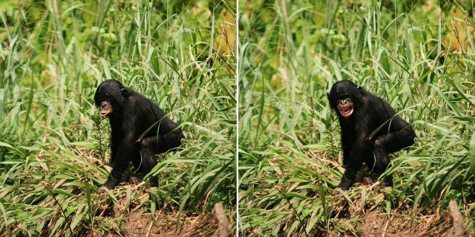 Emotion-3<br />
Eleke<a href="https://tuchong.com/14497178/" target="_blank">@Group</a> 1, Lola&lt;br /&gt;<br />
Bonobo是充满情感的动物。Eleke被老大吓“哭”了...