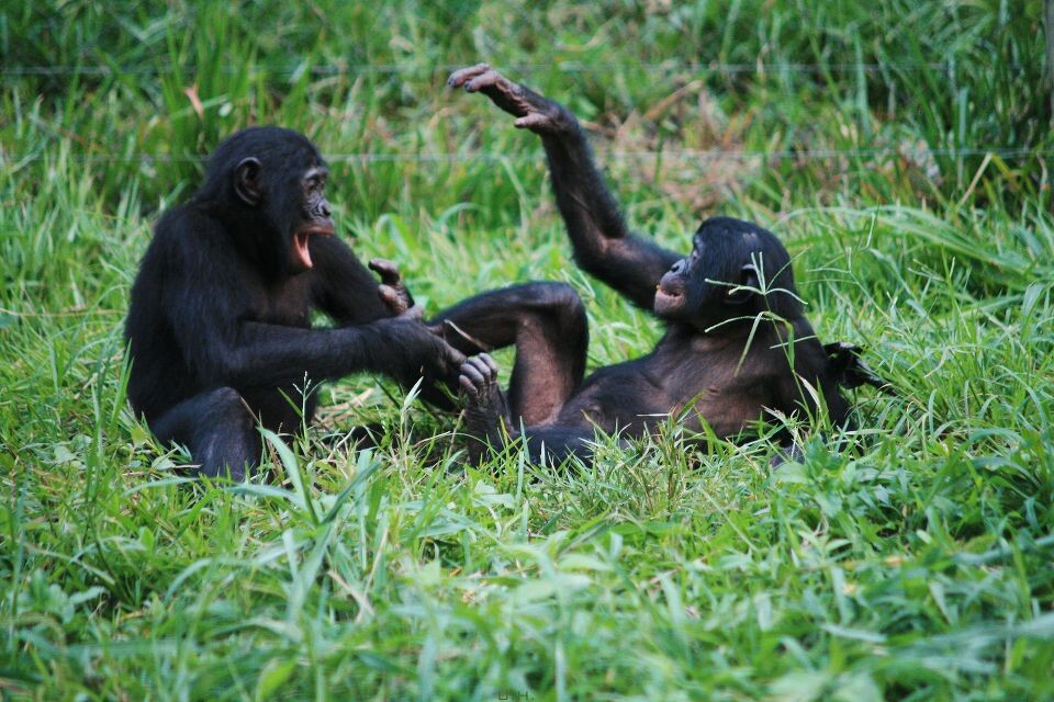 LOL-17-Bonobo风格笑话一则<br />
Eleke &amp; Yolo@Group 2, Lola, Kinshasa<br /><br />
Yolo: 哈哈哈,那也太短了吧<br /><br />
Eleke:走着瞧,以后会长这么长