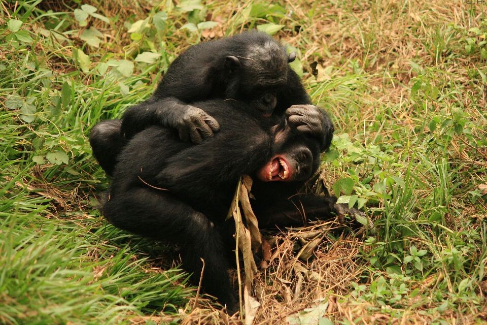 Lol-21<br />
Kikongo &amp; Boyoma@Group 3, Lola, Kinshasa<br /><br />
Kikongo: 悄悄告诉你,我昨晚撒了泡尿在那母老虎Sankuru喝水的地方<br /><br />
Boyama: 哈哈哈哈,太解气了!