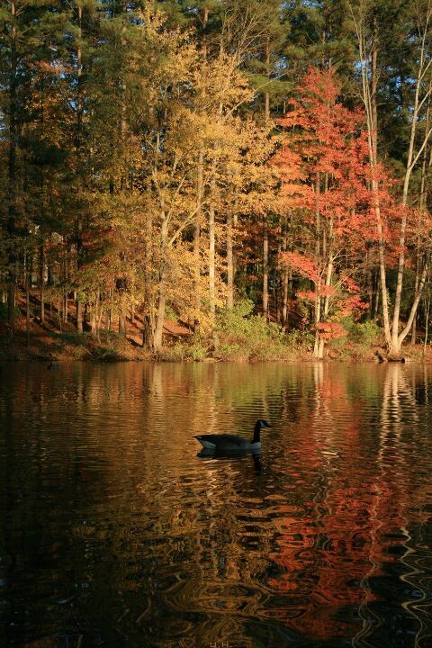 fall color-3<br />
some lake in durham