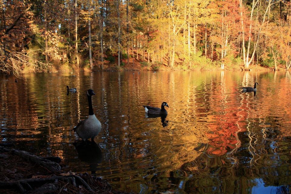 fall color-4<br />
some lake in durham