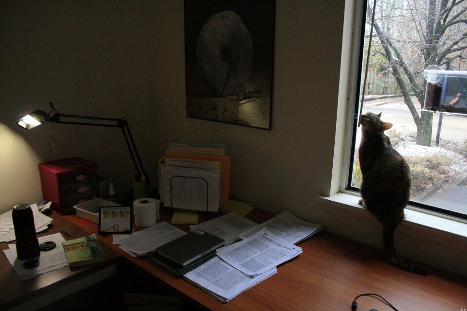 Scholarly cat-7<br />
猪头@Durham, NC&lt;br /&gt;<br />
看paper累了，到窗边散散步。