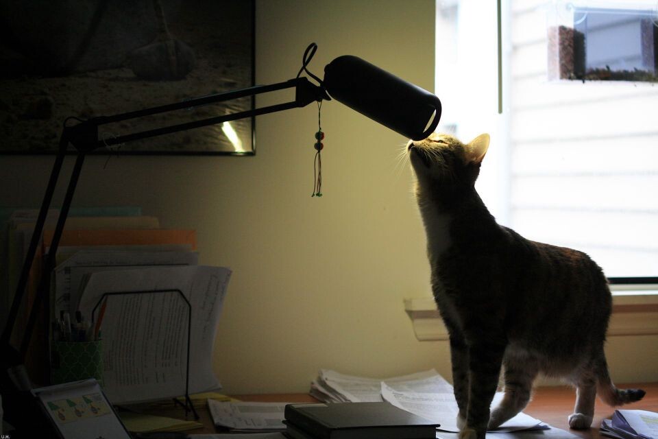Scholarly cat-6<br />
猪头@Durham, NC&lt;br /&gt;<br />
为了答谢台灯先生的辛劳，决定亲他一口。