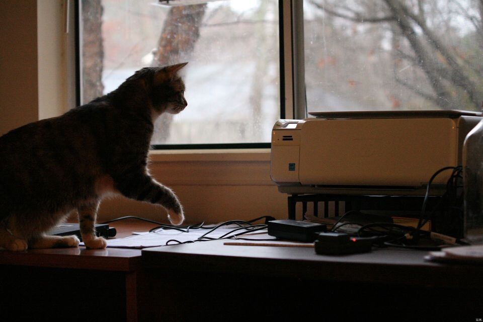 Scholarly cat-5<br />
猪头@Durham, NC&lt;br /&gt;<br />
打印机大妈很烦人，整天吵个不停，避之则吉。