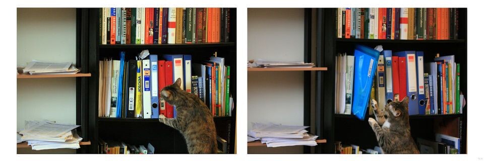 Scholarly cat-4<br />
猪头@Durham, NC&lt;br /&gt;<br />
挑了半天，还是决定看认知进化的课堂笔记。