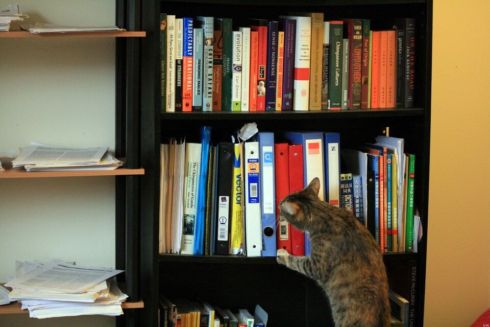 Scholarly cat-3<br />
猪头@Durham, NC&lt;br /&gt;<br />
下午茶时间，可以看闲书。
