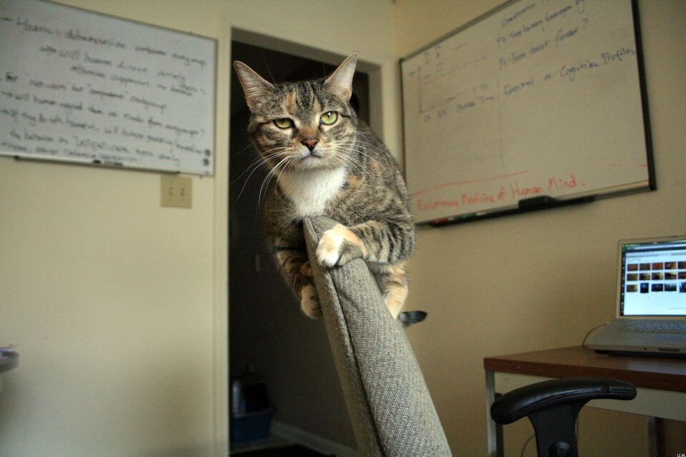 Scholarly cat-2<br />
猪头@Durham, NC&lt;br /&gt;<br />
下一个实验怎么做，真是费煞思量...