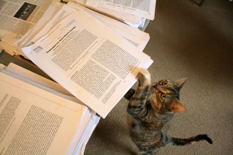 Scholarly cat-1<br />
猪头@Durham, NC&lt;br /&gt;<br />
坚持文献阅读还是有必要的。