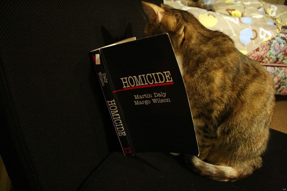 Scholarly cat-8<br />
猪头@Durham, NC&lt;br /&gt;<br />
睡前终于有时间看闲书了，内容真有趣。