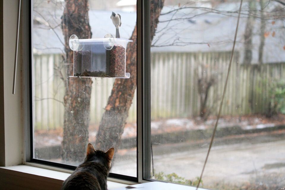 Cat-sitting vs. bird-feeding-5<br />
猪头@Durham, NC&lt;br /&gt;<br />
我看...