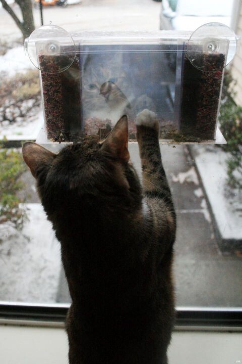 Cat-sitting vs. bird-feeding-8<br />
猪头@Durham, NC&lt;br /&gt;<br />
我靠...隔着层玻璃...